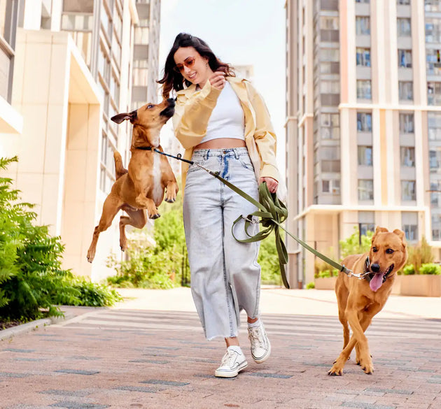 Protect Your Furry Friend's Paws from Hot Pavement This Summer