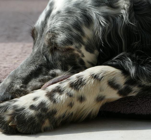 Is Your Dog in Pain? 7 Signs Their Paws Might Be Hurting (And What You Can Do)