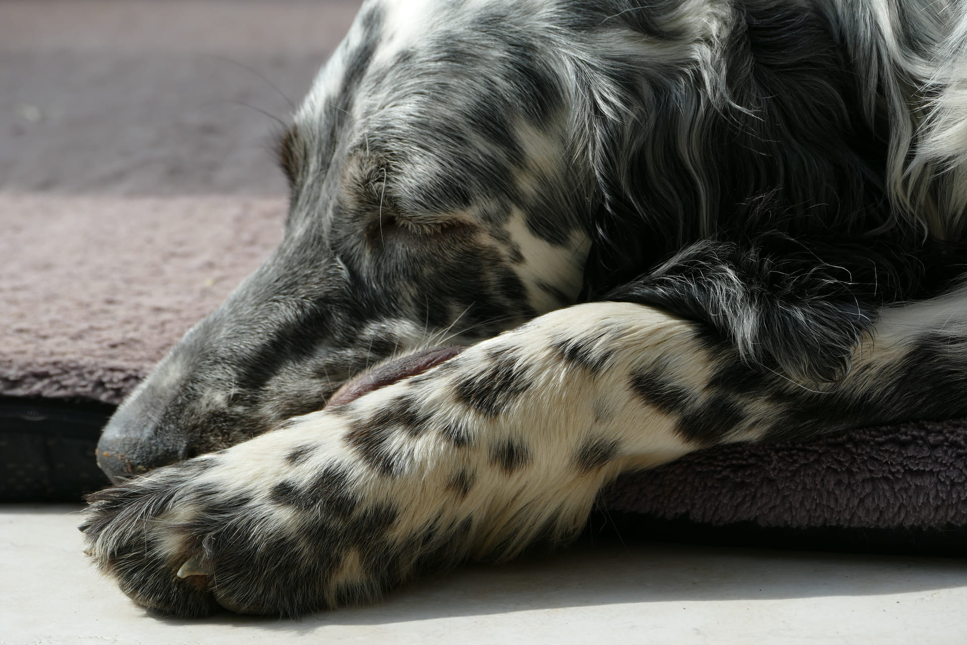Is Your Dog in Pain? 7 Signs Their Paws Might Be Hurting (And What You Can Do)