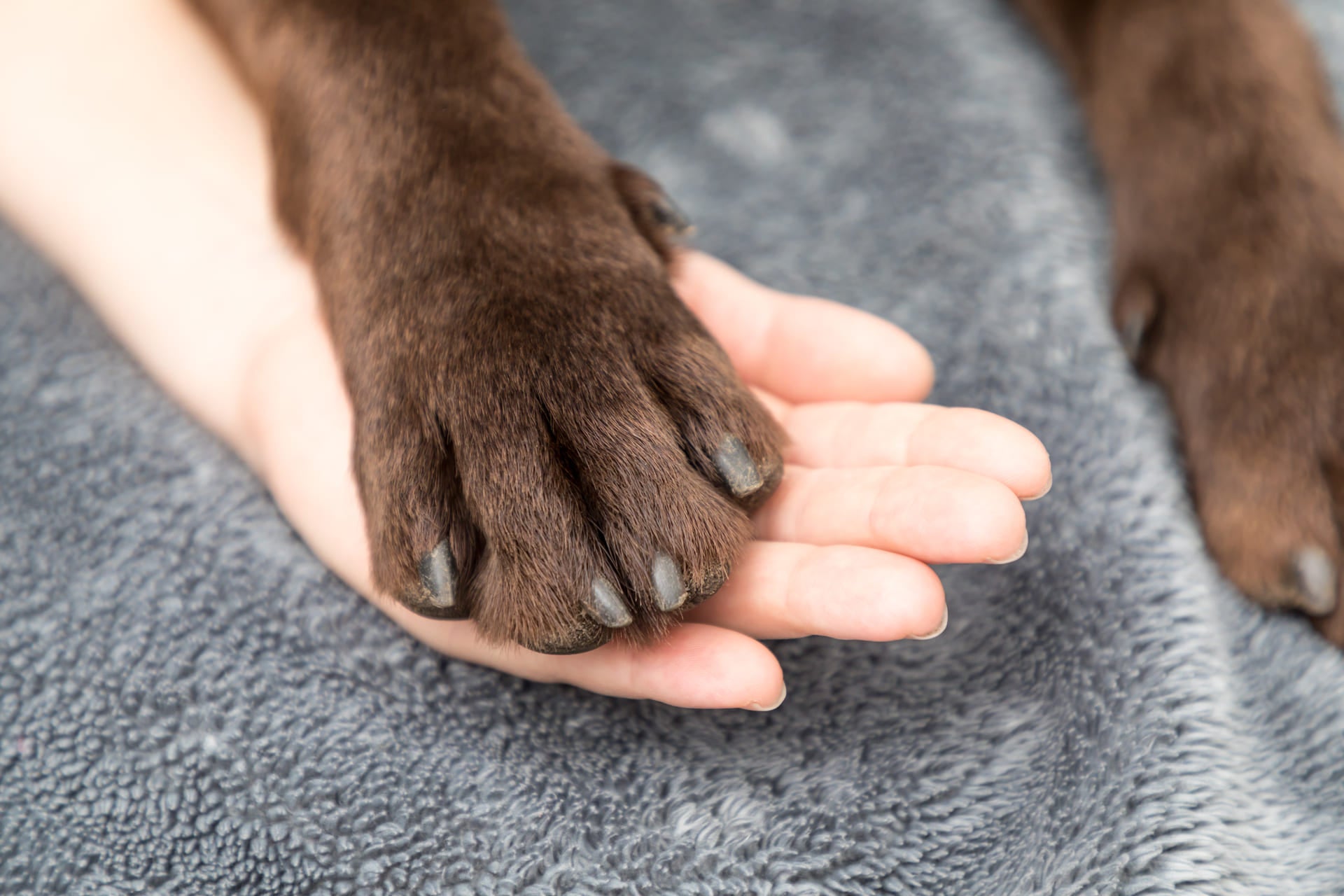 Your Dog’s Paws Tell a Story: What Cracks, Licking, and Limping Really Mean