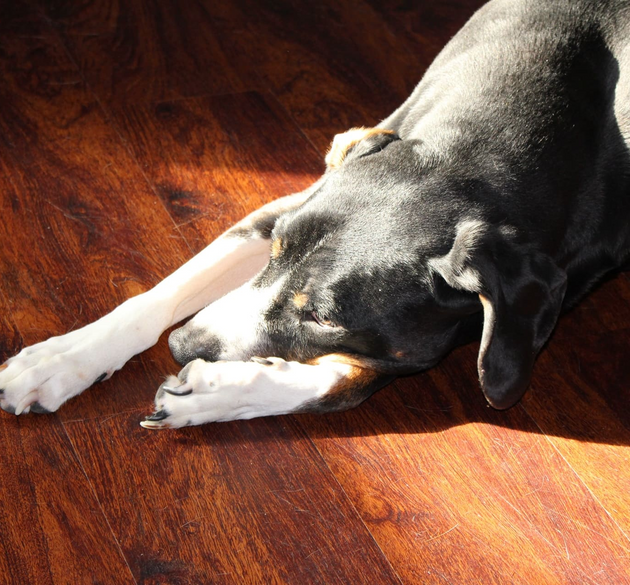 Is Your Floor Cleaner Hurting Your Dog’s Paws?