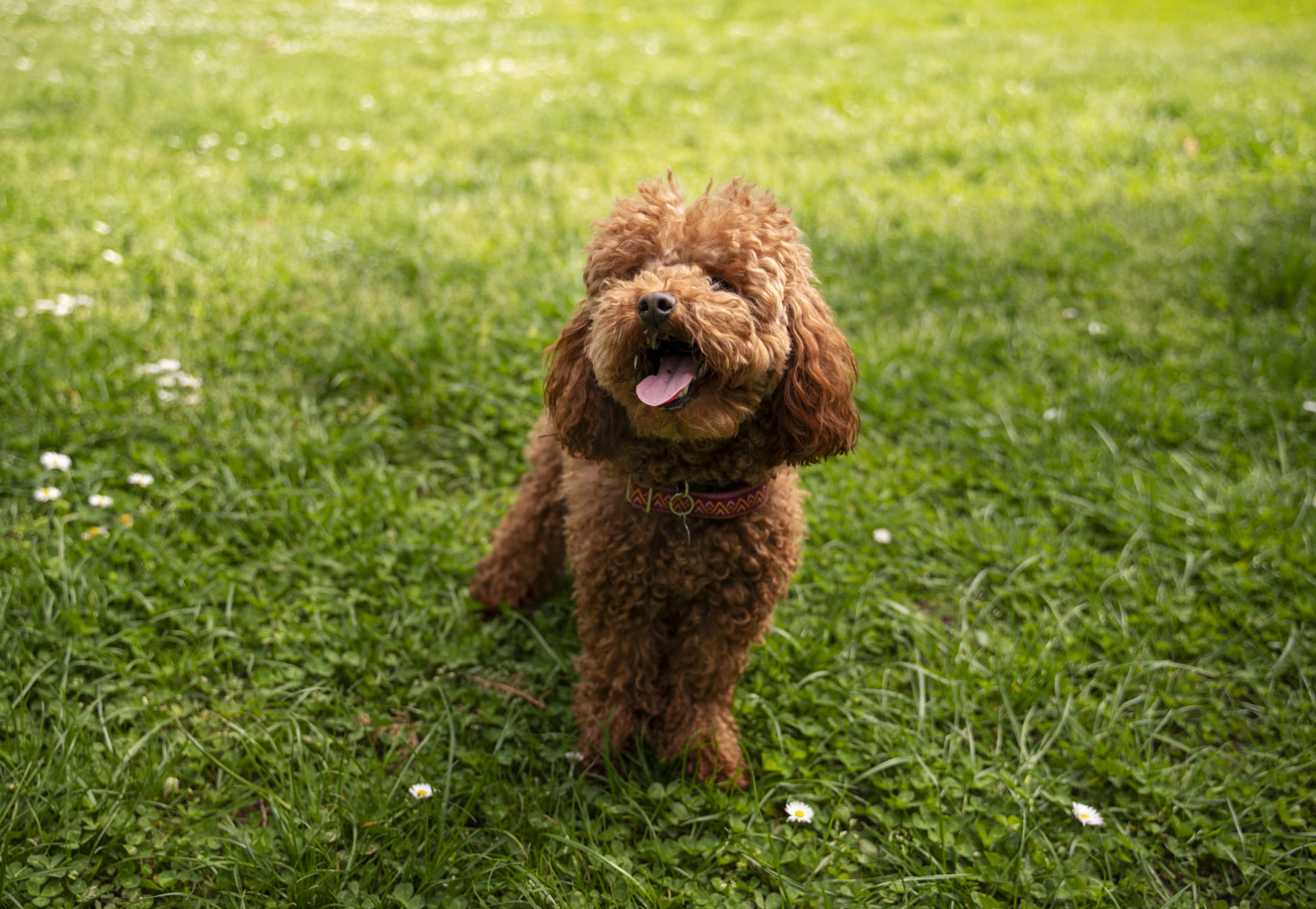 Why You Should Start Taking Care of Your Dog's Paws Year-Round