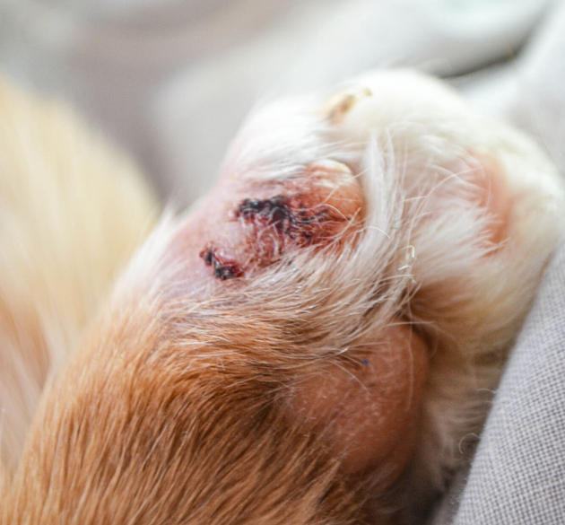 Why You Shouldn’t Wait Until It’s Too Late to Care for Your Dog’s Paws