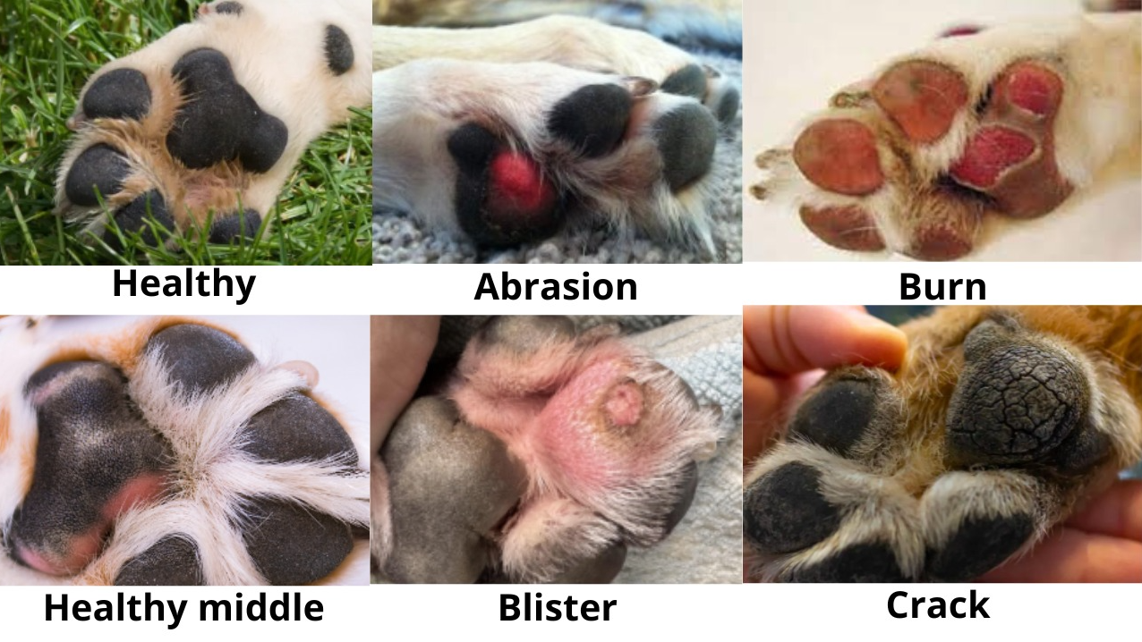 The Secret of Their Paws: How to Identify and Care for Your Dog's Paw Pads