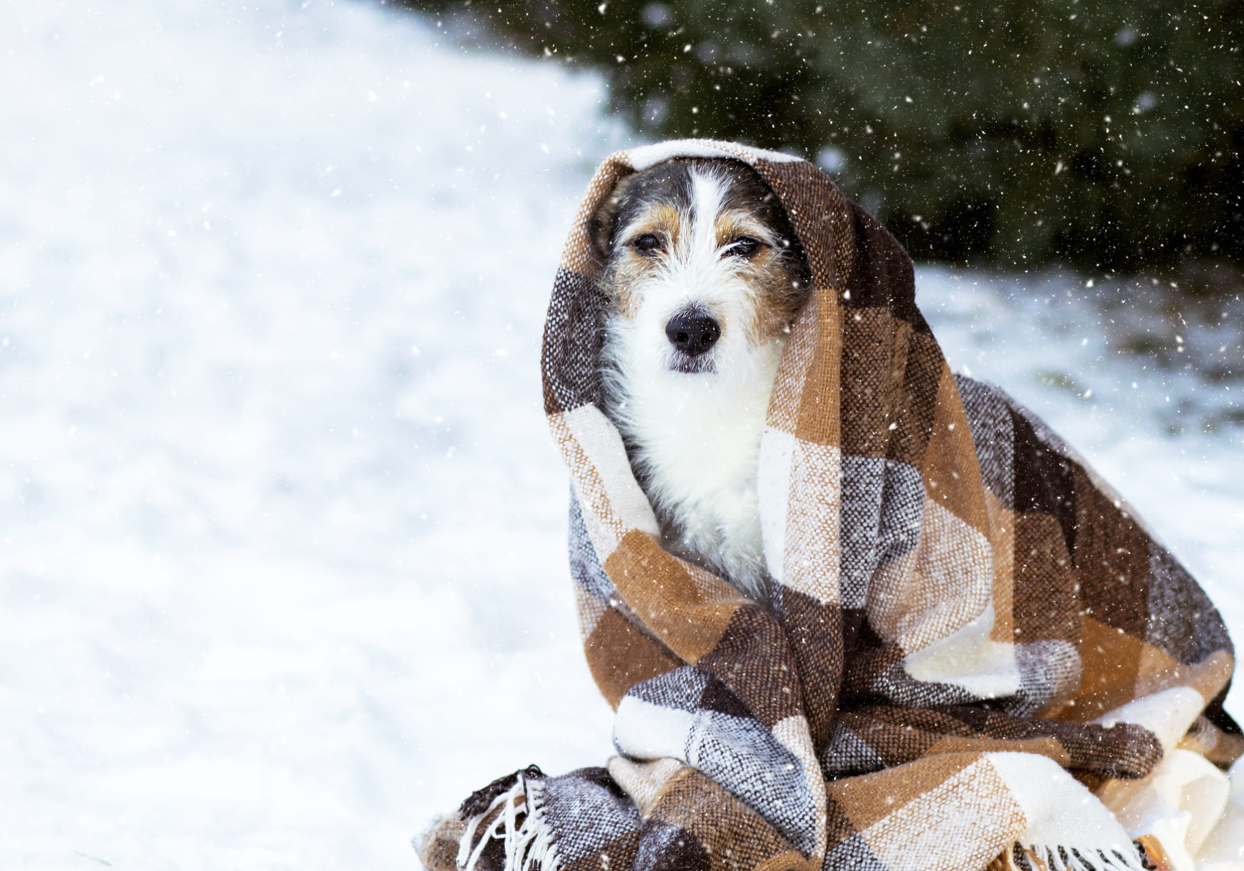 Cold Weather Can Be Brutal on Your Dog’s Paws—Here’s How to Protect Them