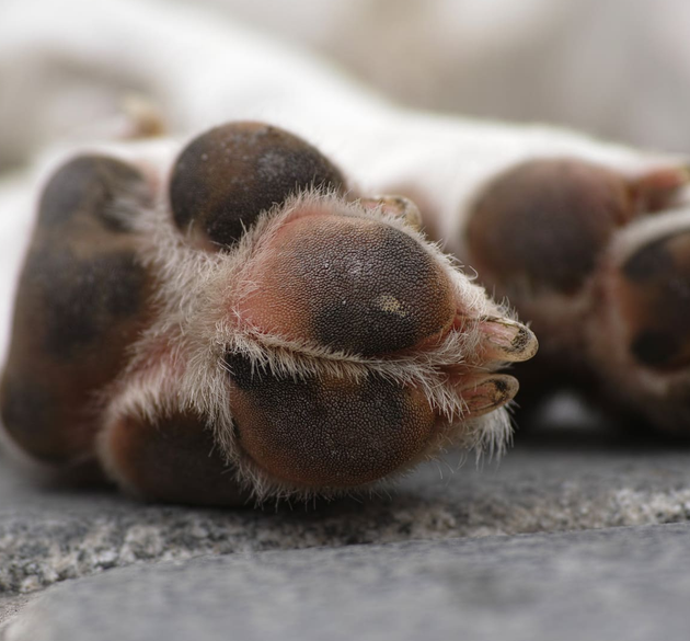 3 Everyday Surfaces That Can Hurt Your Dog’s Paws (And How to Protect Them)