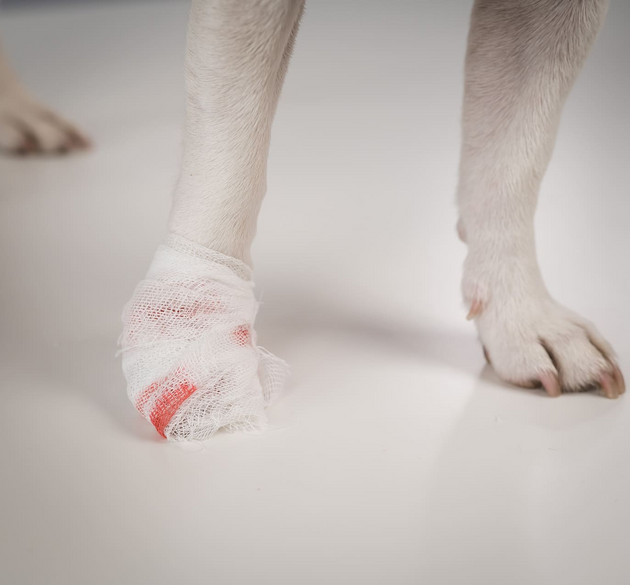 Why You Should Be Checking Your Dog’s Paws Weekly (It Could Save Them a Lot of Pain)