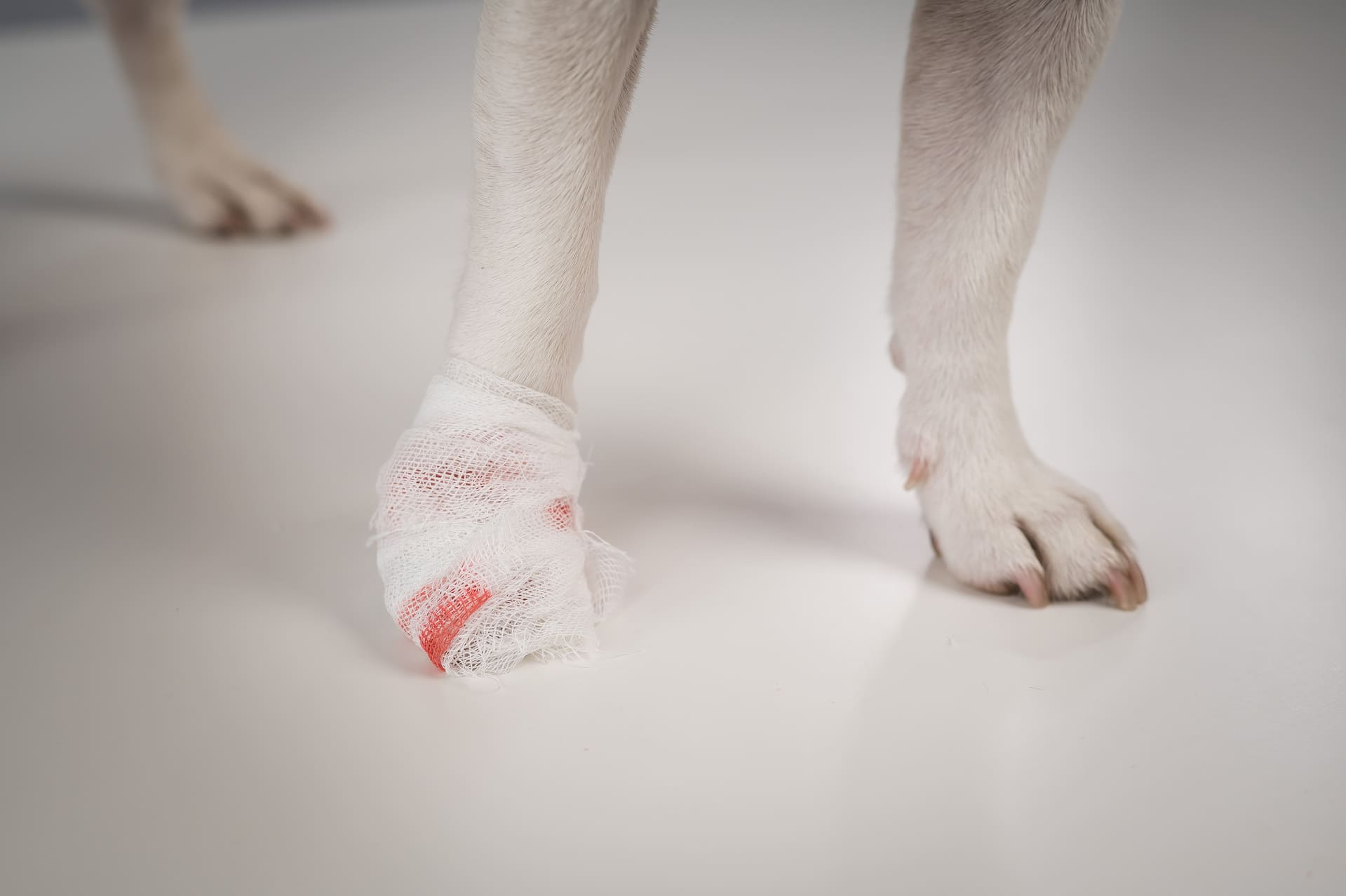 Why You Should Be Checking Your Dog’s Paws Weekly (It Could Save Them a Lot of Pain)