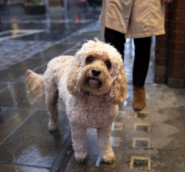 Moisture Can Lead to Paw Fungus in Dogs—How to Spot It and What to Do