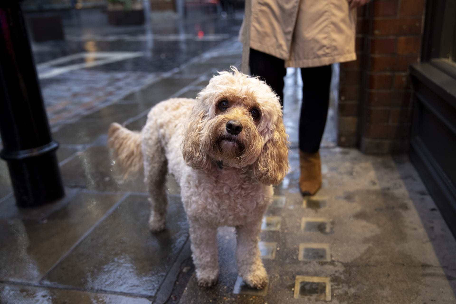 Moisture Can Lead to Paw Fungus in Dogs—How to Spot It and What to Do