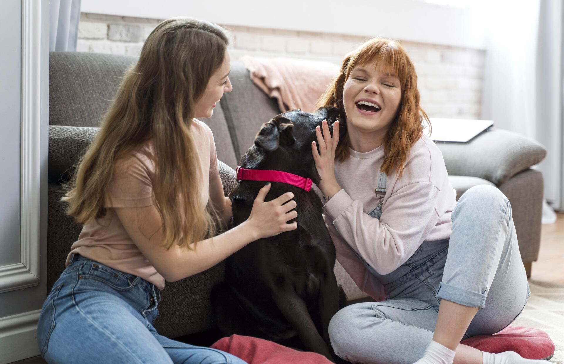 If Your Dog Could Talk, They’d Ask for This